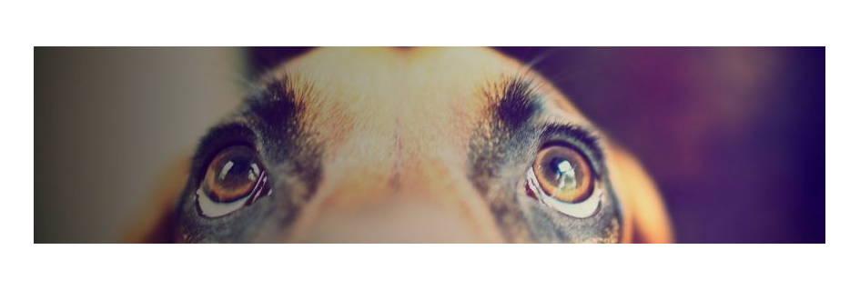 für Tiere, für Halsbänder